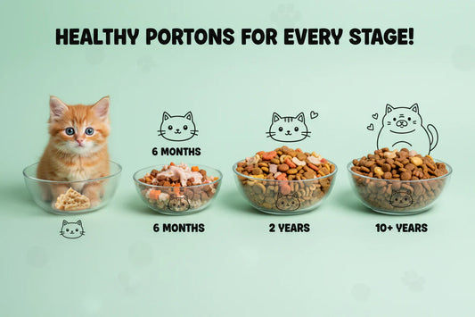 🐾Feeding Your Cat at Every Life Stage